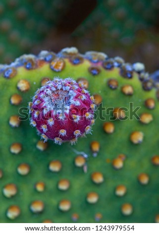 Prickly Pear Flower Bud. Close-Up of Prickly Pear Bud. Stock Image.