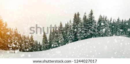 Fairy tale winter landscape. Pine trees with snow and frost on mountain slope lit by bright sun rays on blue sky and falling snowflakes copy space background. Happy New Year and merry Christmas card.