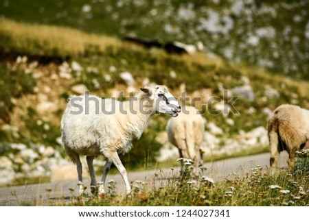 Sheep grazing in meadows in the Durmitor Mountains in Montenegro.