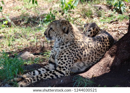 animal photo on safari in Botswana, Africa