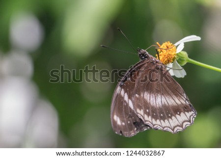 The Great Eggfly Hypolimnas bolina jacintha butterfly.A butterfly and flower in the garden.