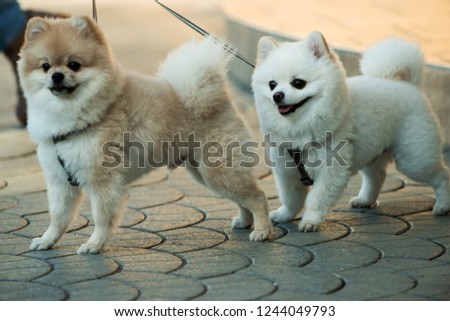 They are so lovable. Pomeranian spitz dogs walk on leash. Pedigree dogs. Dog pets outdoor. Cute small dogs playing together. Pet care and animals rights.