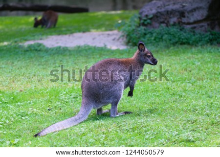 Kangaroo on green grass