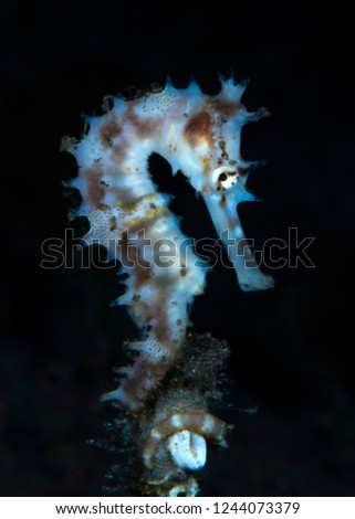 Amazing underwater world - Thorny seahorse - Hippocampus histrix (juvenile). Bali, Tulamben, Indonesia. 