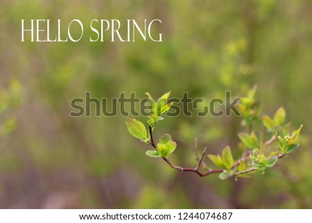 Hello, spring picture. Spring picture Text Hello Spring