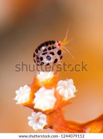 Amazing underwater world - Ladybug Amphipod, Cyproideidae. Bali, Tulamben, Indonesia. 