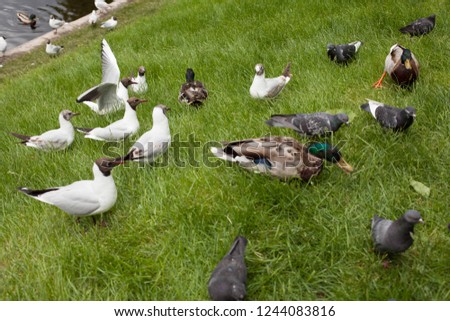 Seagulls and duck sit on the grass looking for food.