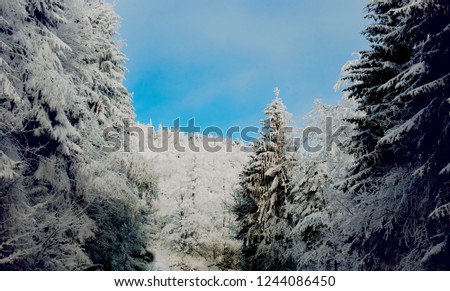 Winter fairy tale in taiga spruce forest Scenic image of wonderland fresh snow woodland. Frosty day on ski resort. Christmas winter national park, Europe Alps . Copy space background. Happy New Year!
