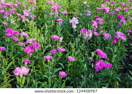 beautiful Pink Carnation in park