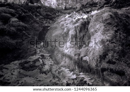 Moss And Ice Covered Boulders Forest Gully, Black And White Infrared Photography