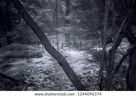 Mystical, Foggy Woodland Forest Scene Captured In Infrared Wavelengths