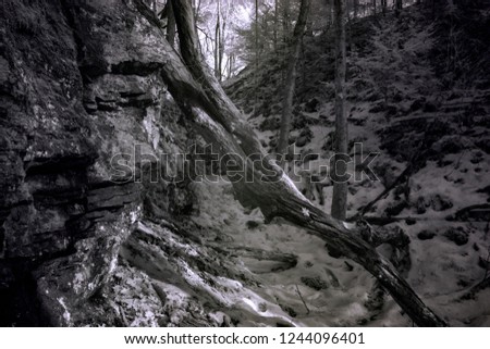 Snow Covered Cut In Old Growth Forest, Photo Captured In Infrared Wavelength