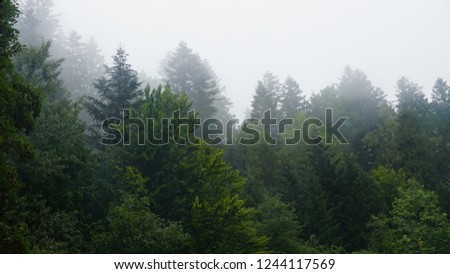 The dramatic wall fir-tree forest against the gray sky in the fog for creative background. Royalty-Free Stock Photo #1244117569