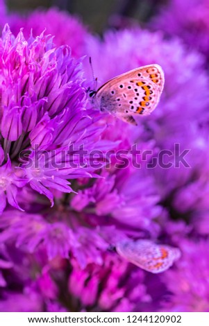 Chalkhill Blue Butterfly (Lysandra coridon) sitting on purple onion flower and feeding. Dreamy, romantic, elegant, artistic image of wild nature, close up macro. Selective focus, lenses tilt-shift