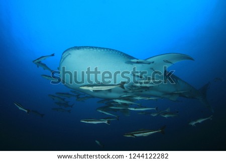 Whale Shark with Remora and Cobia fish 