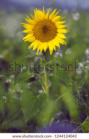 sunflower head in green field full of flowers 