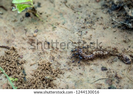 A group of ants attacking a worm ,Action of fire ant