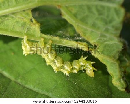 Caterpillar of Snake gourd semilooper moth (Anadevidia peponis) crawling on a damaged pumpkin leaf, in bright sunlight.