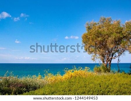 Hill with a tree and yellow flowers on the background of sky