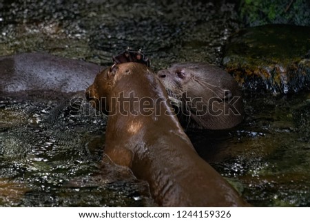 A pair of giant river otters playing in a shallow stream