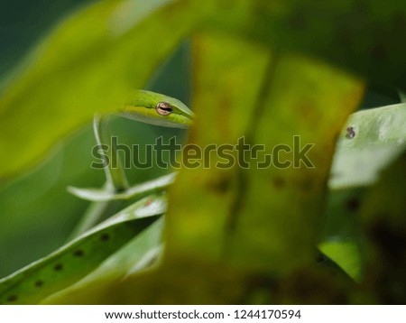 Close up eye green snake on tree branch.