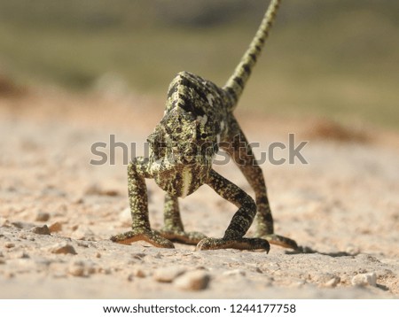 Mediterranean chameleon front closeup