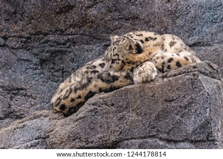 Male snow leopard sleeping on a rock