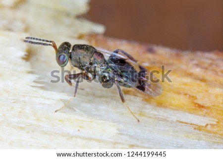 Parasitic wasp on wood.