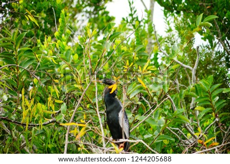 Birds in everglades national park
