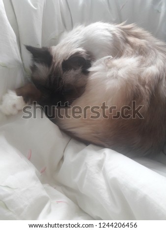 Relaxing picture of a sleeping seal point Birman cat on light duvet