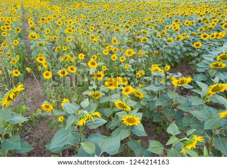 Image of  field of sunflowers at sunny day, top view of landscape at sunny day