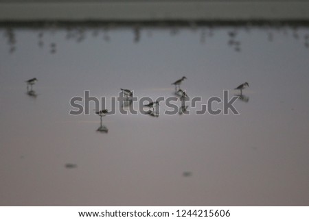Closed up a flock of shorebirds on sunset in the evening, under the overcast in silhouette, low angle view, foraging seaweed on the salt plant at Pak Thale, Ban Laem, Phetchaburi, southern of Thailand