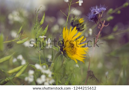 field flowers and sunflower on green background 