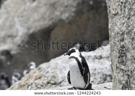 African penguin boulder beach