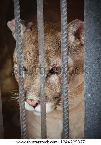 Cougar in a cage. Puma at the zoo.