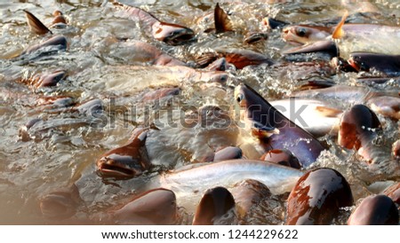 Iridescent sharks eating food in canal Thailand.
