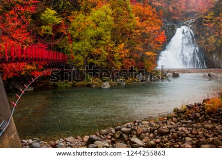 Leaves color change In the fall Near the mountain and high waterfall. In the rain In Akita, Japan.Onsen atmosphere.