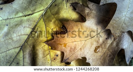
autumn background with leaves