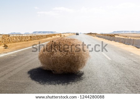Giant tumbleweed on the highway with sandy dunes, between el-Bahariya oasis and Al Farafra oasis, Western Desert of Egypt, between Giza governorate and New Valley Governorate, near White Desert