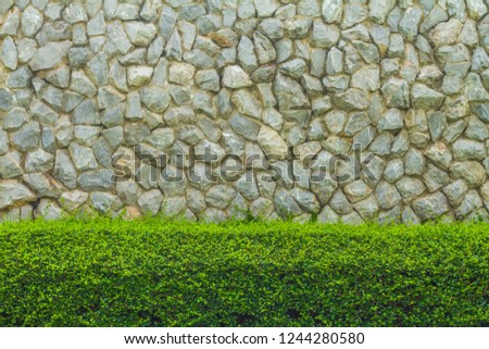 Foreground ornamental shrubs And the granite wall backdrop. White brick wall with Green leafs