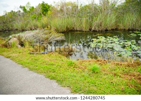 A canal in everglades national park