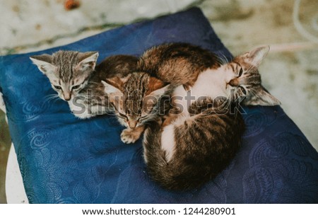 top view of three gray kittens