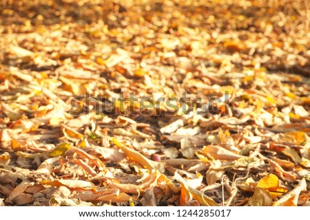 soft focus Dry leaves background.  