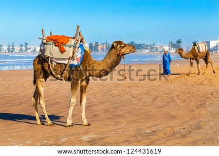 Camels on the beach in Morocco.  Location: Essaouira, pictured in the background.
