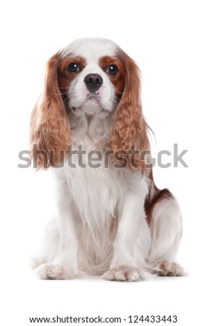 Cavalier King Charles Spaniel in front of a white background Royalty-Free Stock Photo #124433443