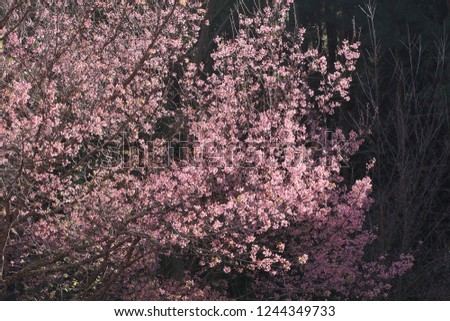 Soft focus blooming pink Prunus cerasoides flowers on dark background  