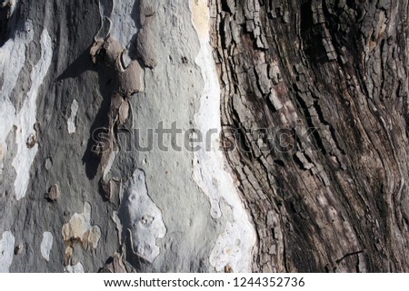 Detail of secular tree bark.