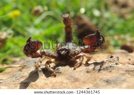 Large-clawed scorpion front closeup (Scorpio maurus)