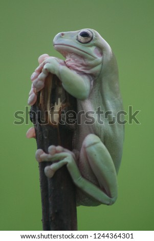 dumpy frog on brown branches with a green background