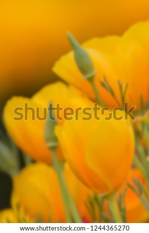 A creative abstract colorful soft focus picture of a beautiful fresh seasonal yellow flowers with buds in a soft dreamy blurred nature yellow background made with color filters
